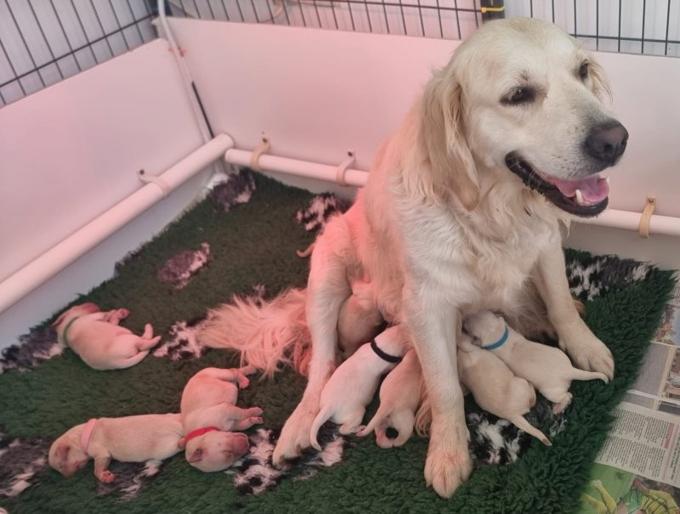 Golden Retriever