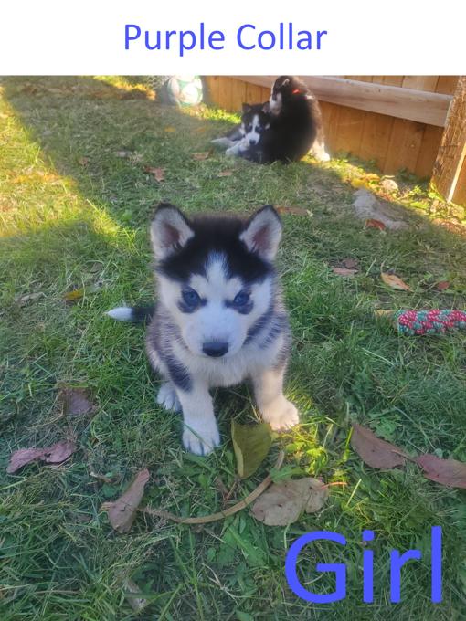 Siberian husky