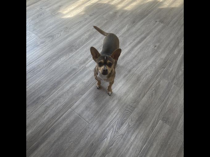 Chihuahua