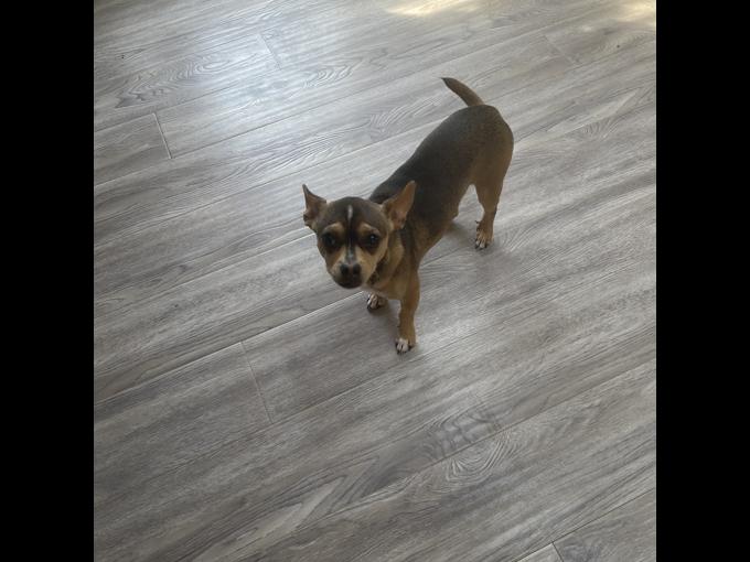 Chihuahua