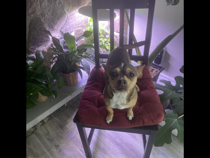 Chihuahua