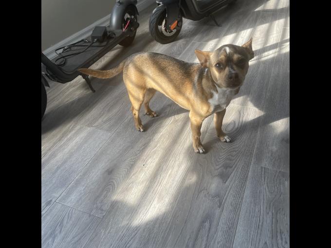 Chihuahua