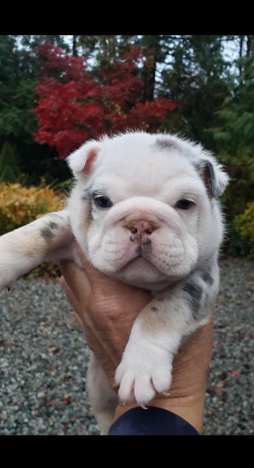 English bulldog