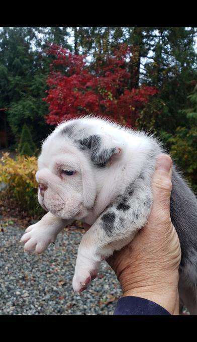 English bulldog