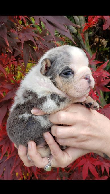 English bulldog