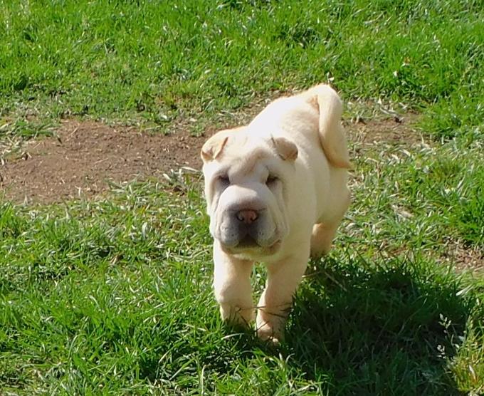 Shar - Pei Puppies Toy