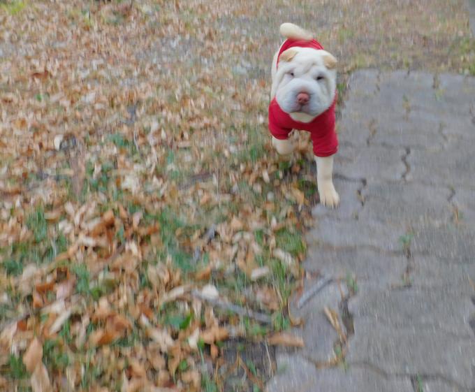 Shar - Pei Puppies Toy