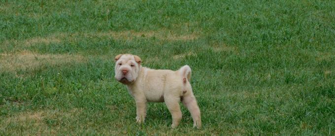 Shar - Pei Puppies Toy