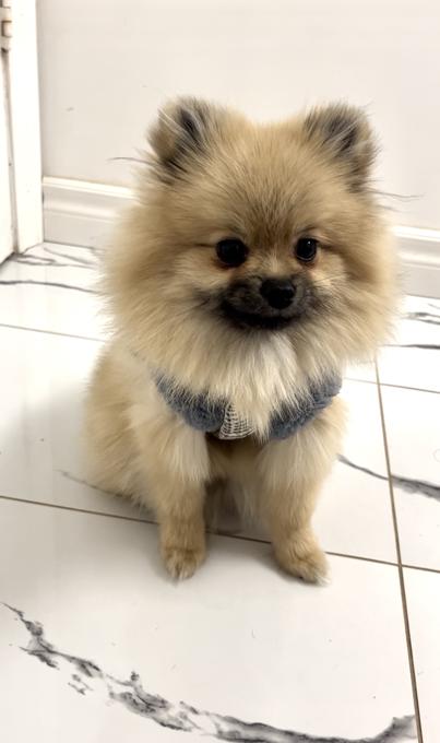 Pomeranian