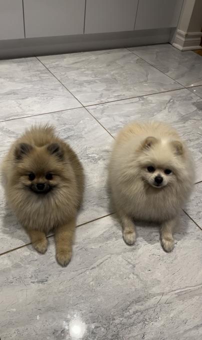 Pomeranian