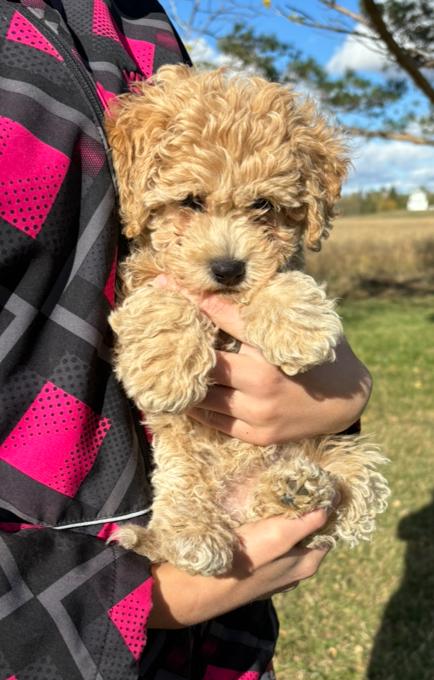 Poodle/Bichion
