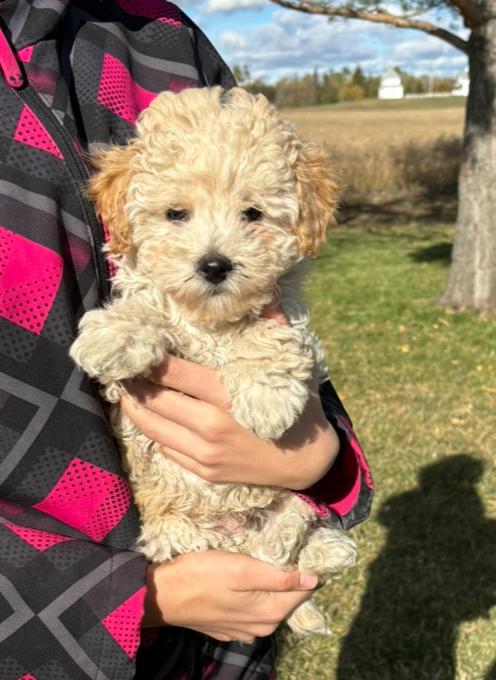 Poodle/Bichion