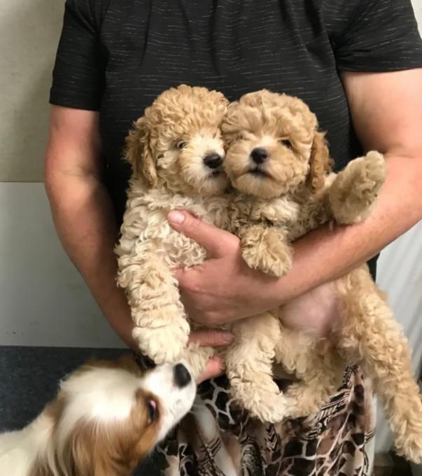 Poodle/Bichion