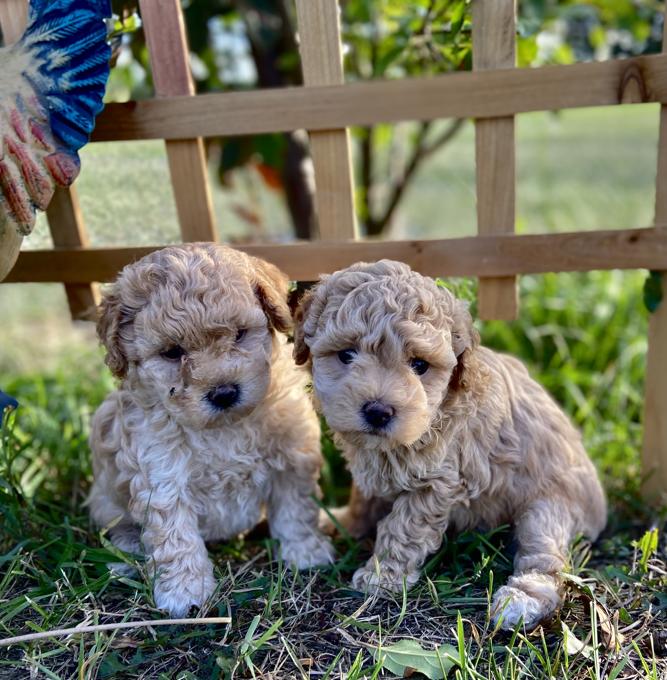 Poodle/Bichion