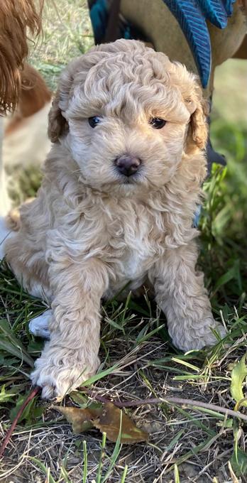 Poodle/Bichion