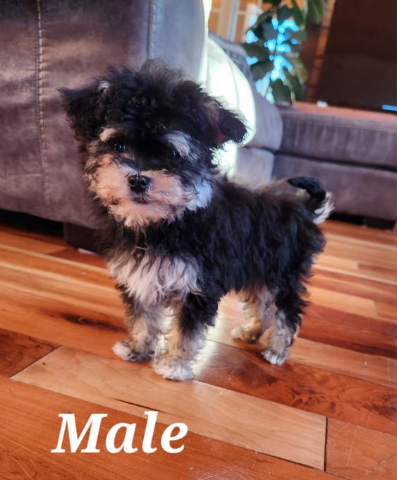 Maltipoo
