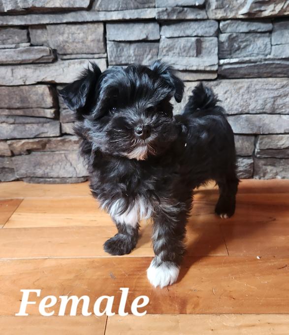 Maltipoo