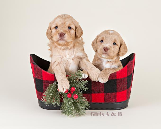Golden Doodle