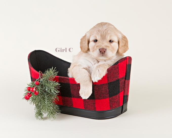 Golden Doodle