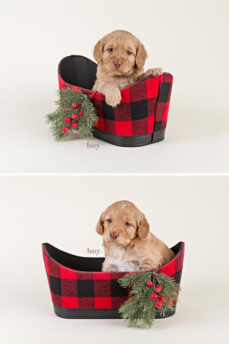 Golden Doodle