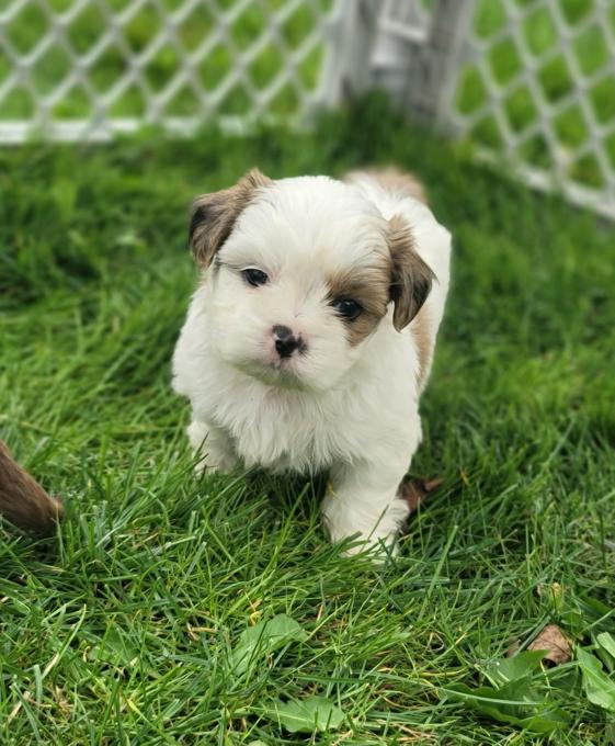 Bichon shihtzu