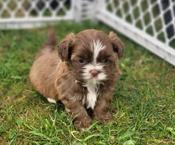 Bichon shihtzu
