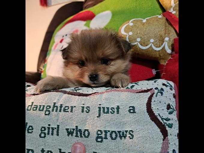 Pomeranian