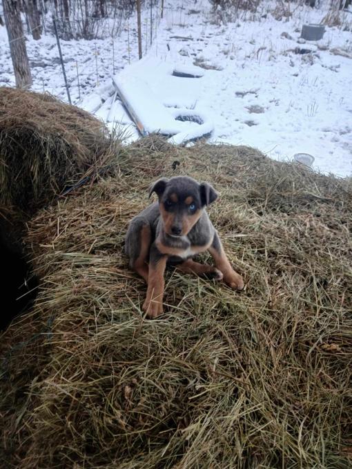 Doberman/ Husky Mix