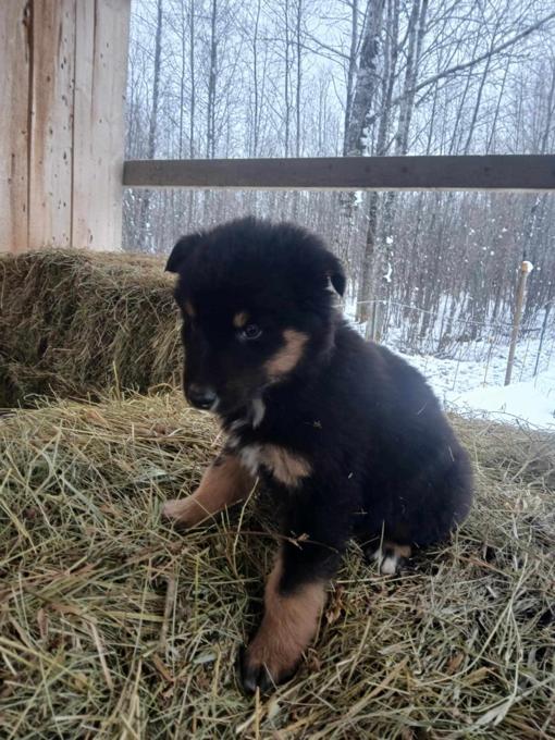 Doberman/ Husky Mix