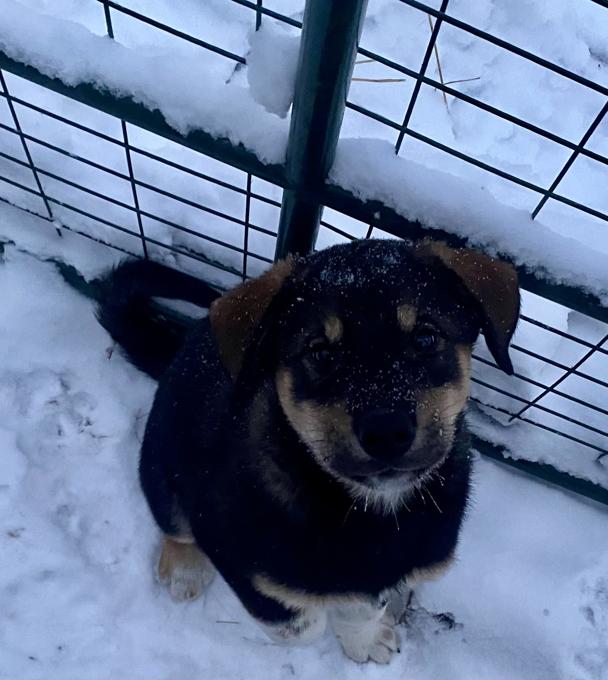Labrador Retriever x Akita