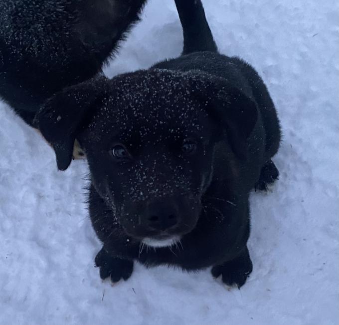 Labrador Retriever x Akita