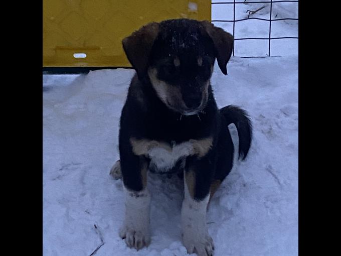 Labrador Retriever x Akita