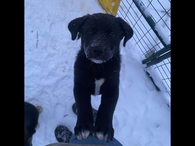 Labrador Retriever x Akita