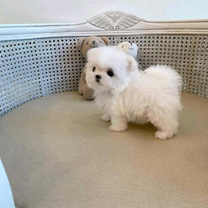 Maltese