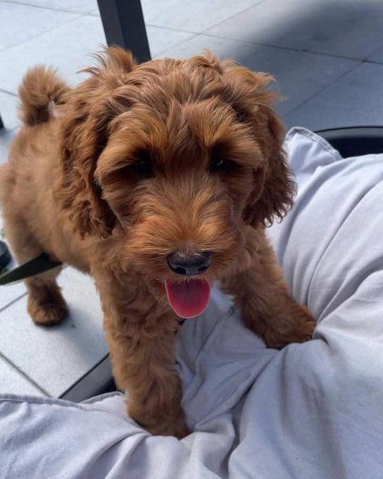 Labradoodle