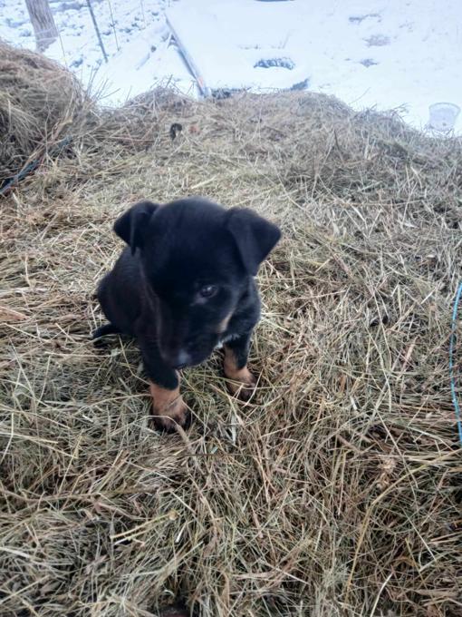 Doberman/ Husky Mix