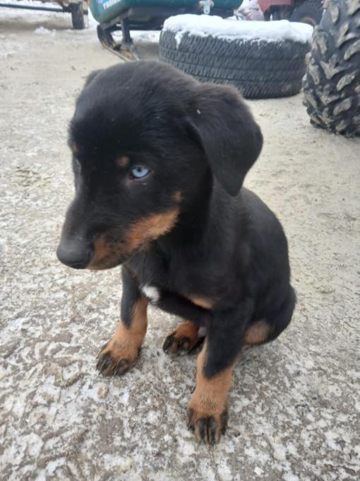 Doberman/ Husky Mix