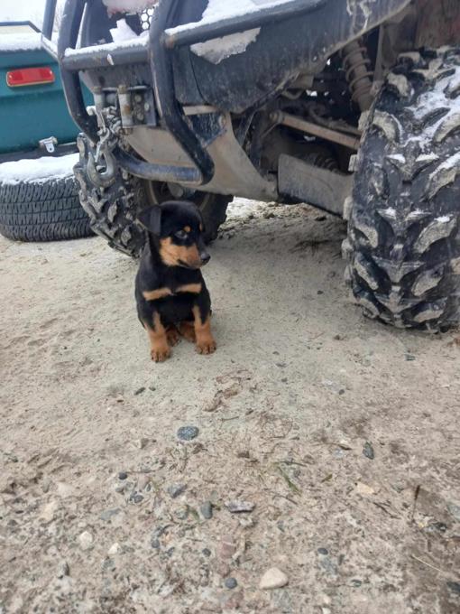 Doberman/ Husky Mix