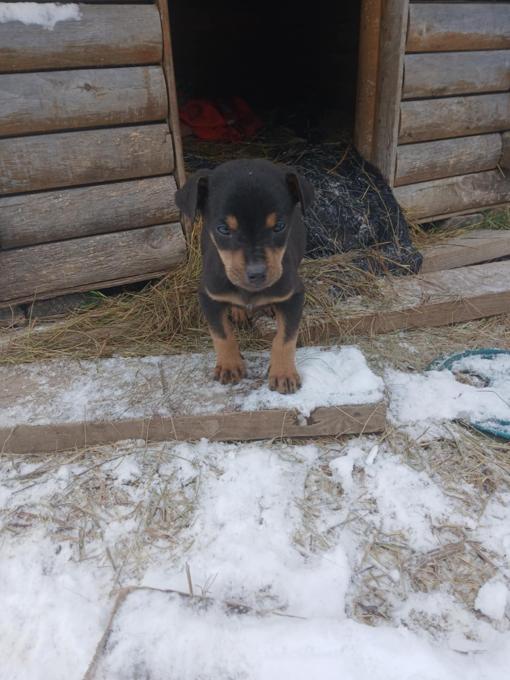 Doberman/ Husky Mix