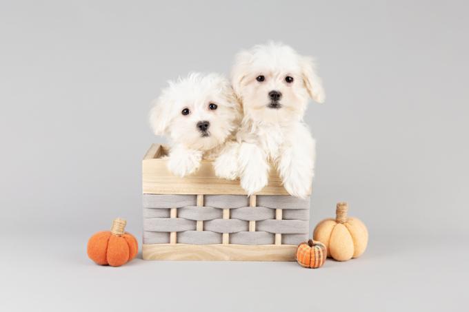 Maltese