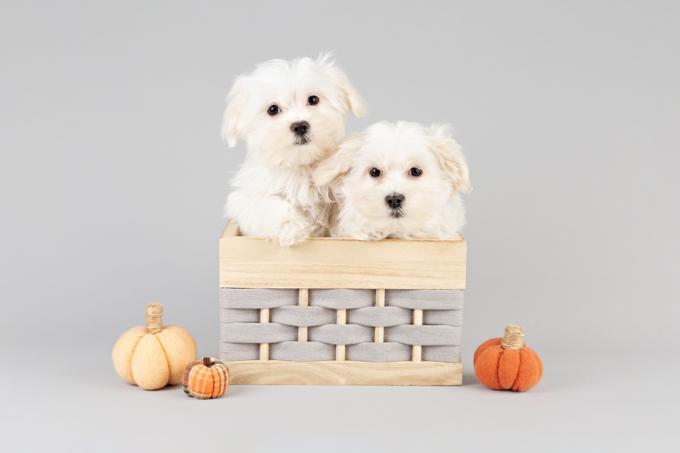 Maltese