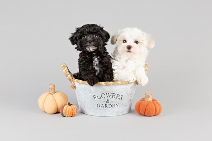 Maltipoo