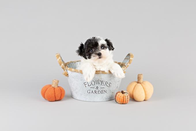 Maltipoo