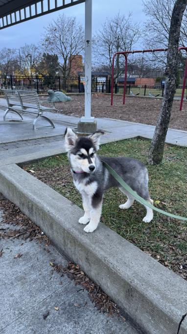 Siberian Husky mix