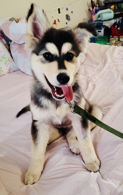 Siberian Husky mix