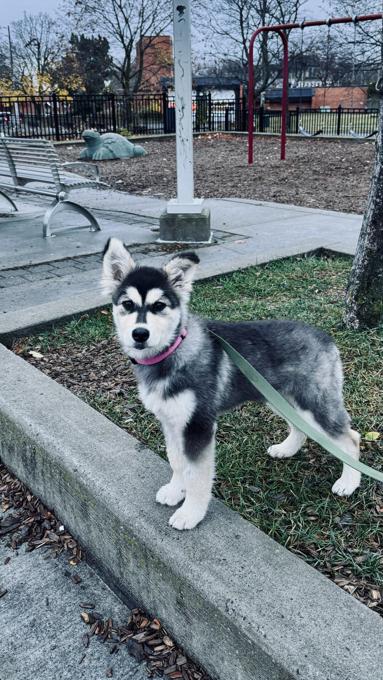 Siberian Husky mix