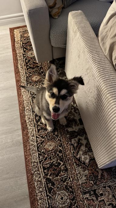 Siberian Husky mix