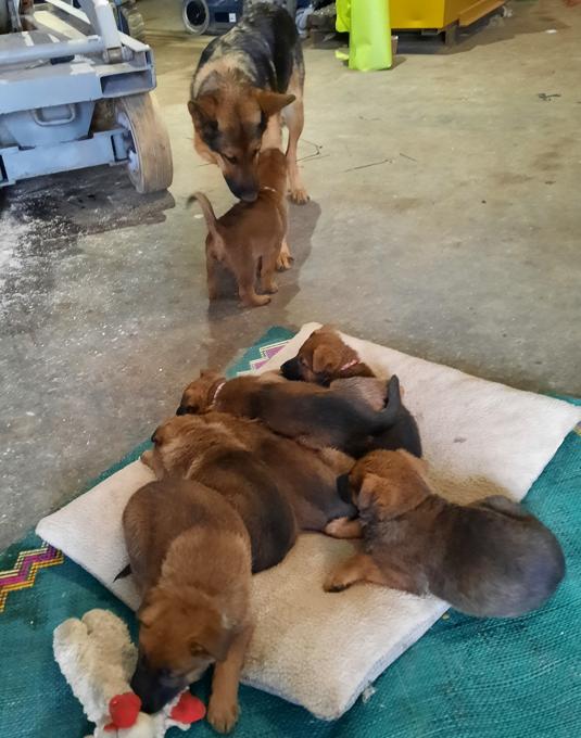 German Shepherd Mix