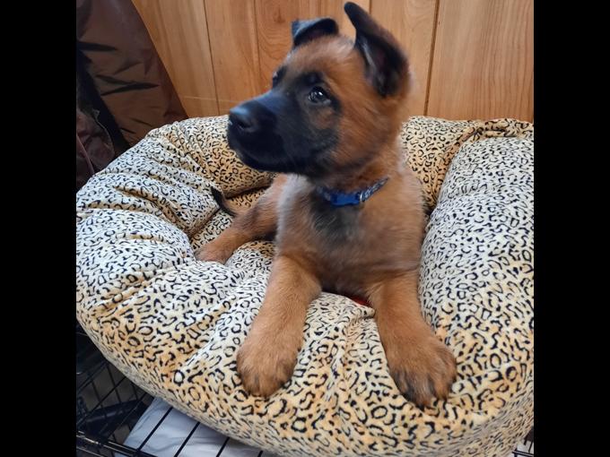 German Shepherd Mix