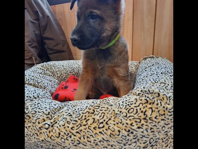 German Shepherd Mix